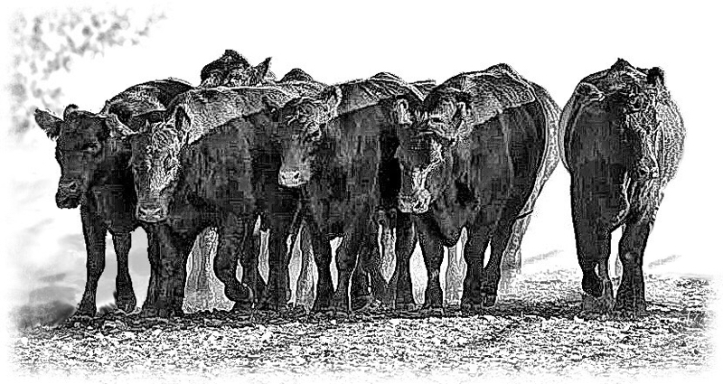 Image of cattle